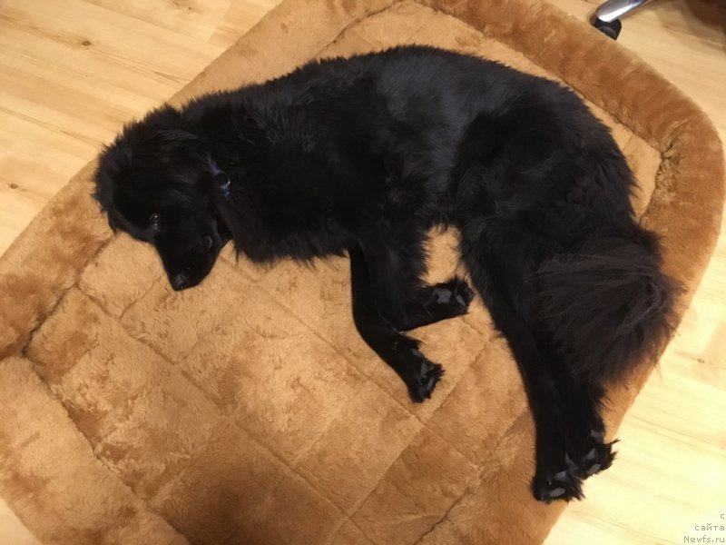 Фотография № 239262