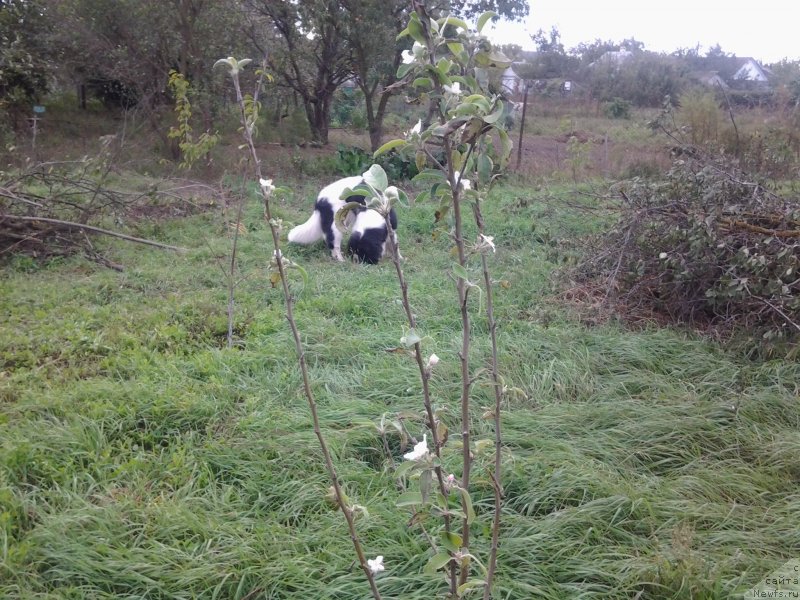 Фото: ньюфаундленд Dar Bogov from Rashn Bear (Дар Богов фром Рашн Беар)