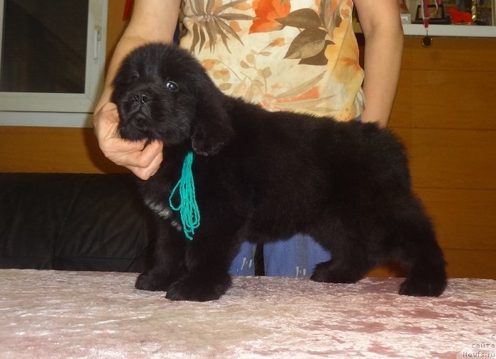 Фото: сын, ньюфаундленд Funnewf Avalon (Фанньюф Авалон)