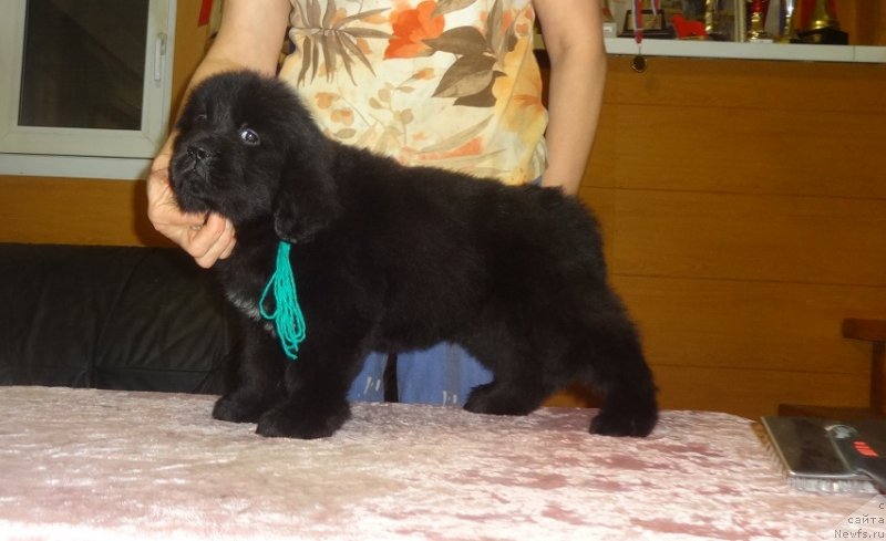 Фото: сын, ньюфаундленд YEkselent B'yuti (Экселент Бьюти)