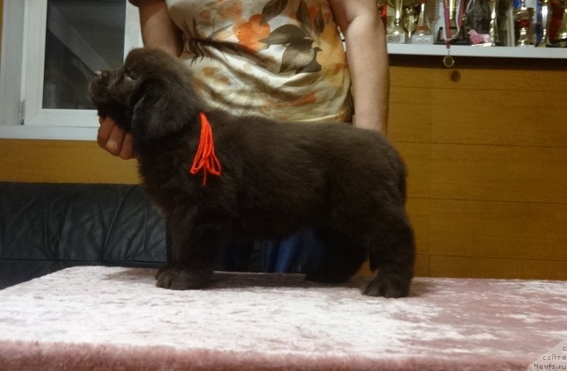 Фото: дочь, ньюфаундленд Funnewf Avalon (Фанньюф Авалон)