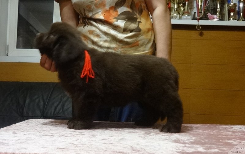 Фото: дочь, ньюфаундленд Funnewf Avalon (Фанньюф Авалон)
