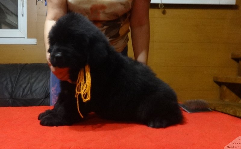 Фото: дочь, ньюфаундленд Funnewf Avalon (Фанньюф Авалон)