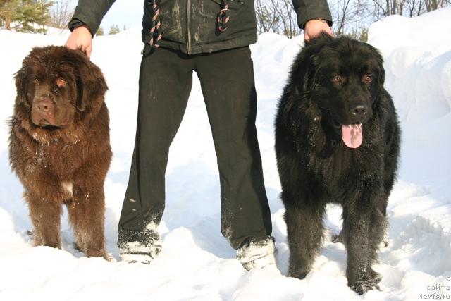 Фото: ньюфаундленд Zolushka Hrustal'naya Tufel'ka (Золушка Хрустальная Туфелька), Aleksandr Kochmarev (Александр Кочмарев), ньюфаундленд Kaiden Playful (Кайден Плейфул)