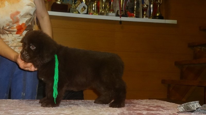 Фото: ньюфаундленд YEkselent B'yuti (Экселент Бьюти)