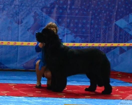 Фотография № 239281