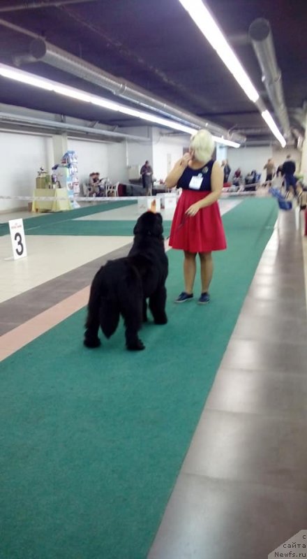 Фотография № 239282