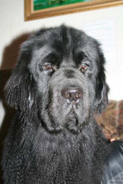 Фото: ньюфаундленд Drive Me Crazy of Apachee's Home