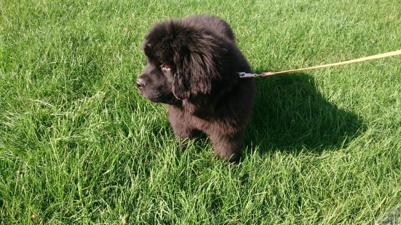 Фото: ньюфаундленд Braunblad MSK Layt Ryey (Браунблад МСК Лайт Рэй)