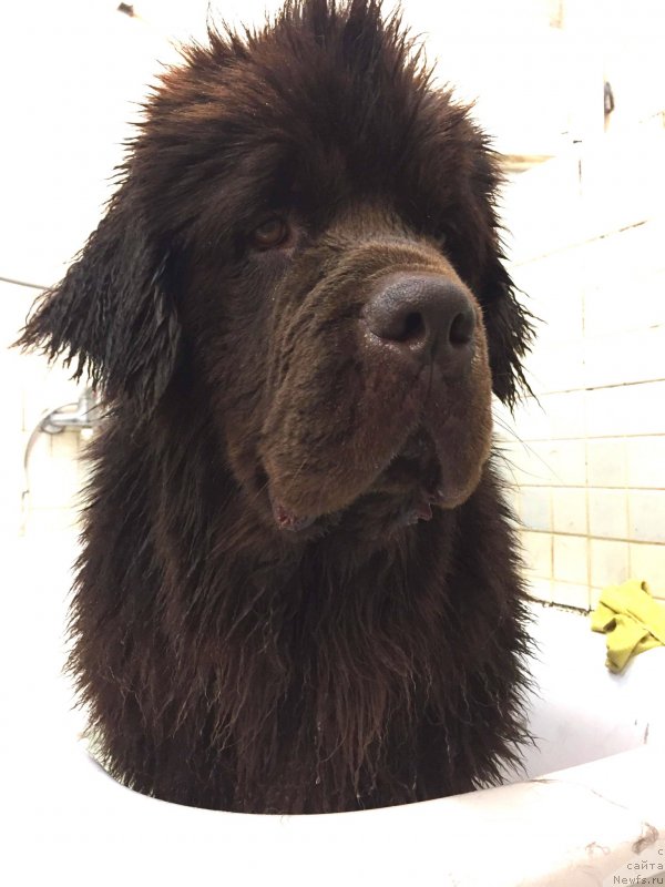 Фото: ньюфаундленд Braunblad MSK Djoy Orson (Браунблад МСК Джой Орсон)