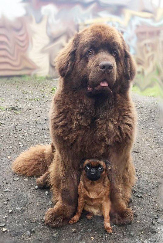 Фотография № 239299