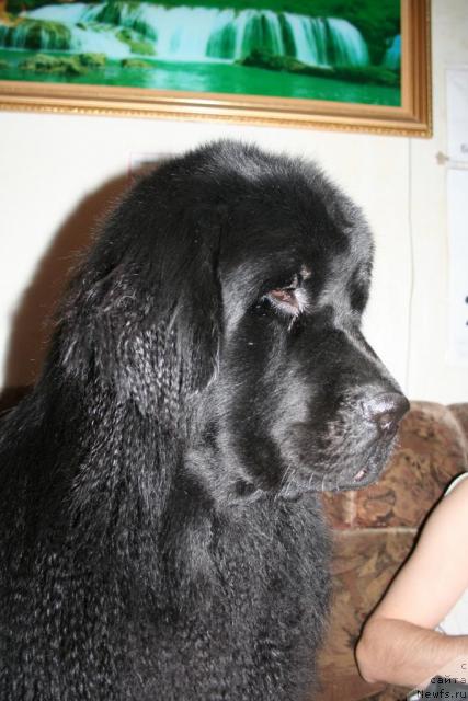 Фото: ньюфаундленд Drive Me Crazy of Apachee's Home