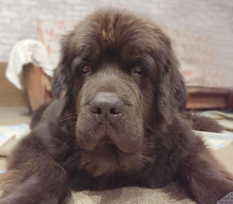 Фото: ньюфаундленд Naomi Tagoliri for Brouwnblood (Наоми Таголири фор Браунблад)