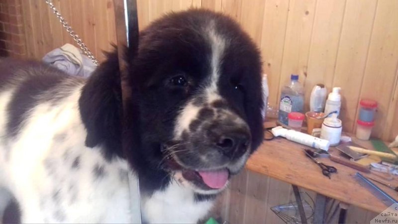 Фото: ньюфаундленд Euzhiyarvi ot Karelskikh Medvedey (Еужиярви от Карельских Медведей)