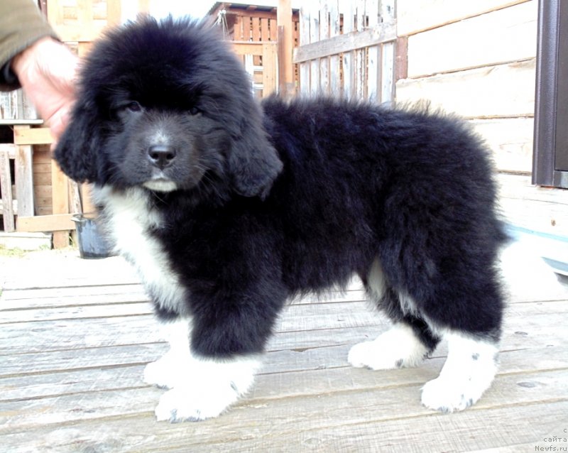 Фото: ньюфаундленд Jenoviya ot Karel'skih Medvedey (Женовия от Карельских Медведей)