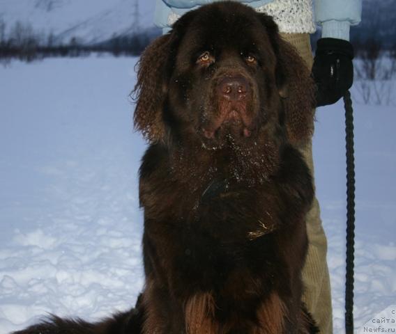 Фото: ньюфаундленд Zorran Snejnyiy Podarok (Зорран Снежный Подарок)