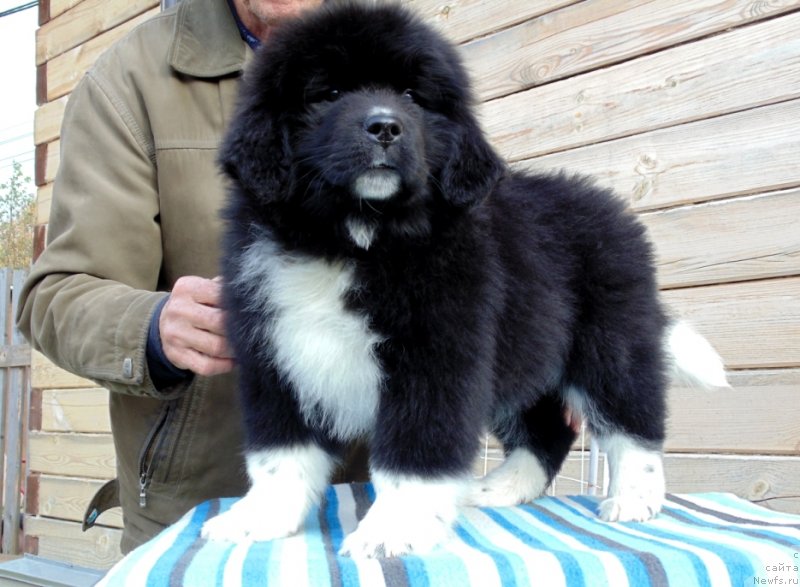Фото: ньюфаундленд Jenoviya ot Karel'skih Medvedey (Женовия от Карельских Медведей)