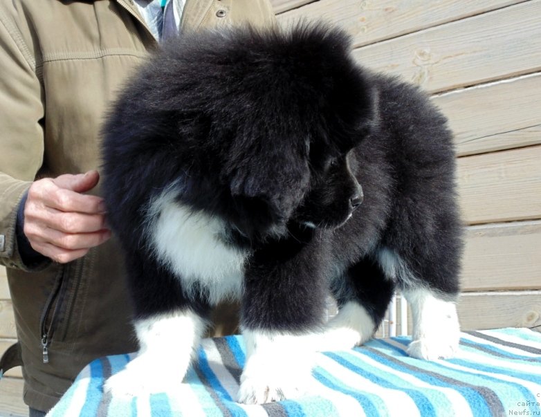 Фото: ньюфаундленд Jenoviya ot Karel'skih Medvedey (Женовия от Карельских Медведей)