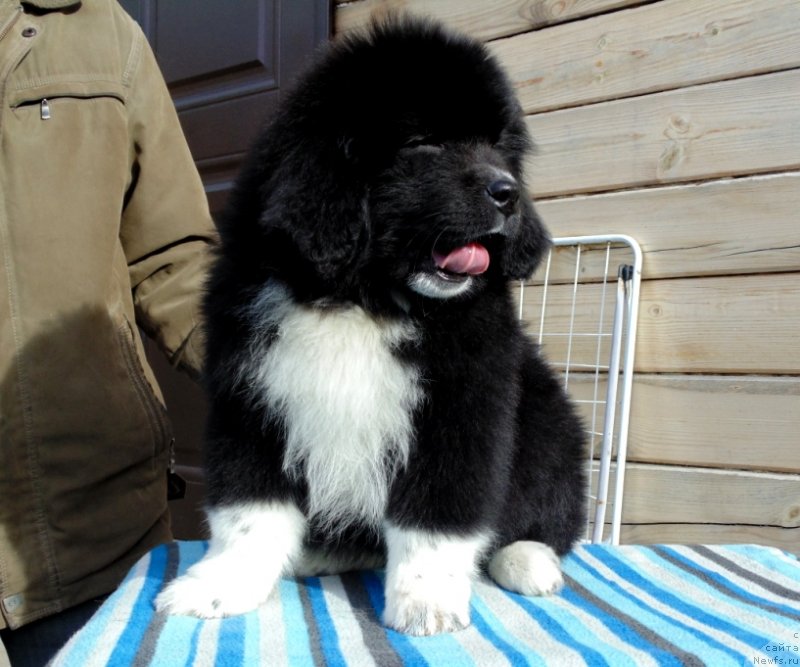 Фото: ньюфаундленд Jenoviya ot Karel'skih Medvedey (Женовия от Карельских Медведей)