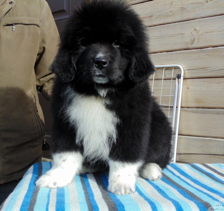 Фото: ньюфаундленд Jenoviya ot Karel'skih Medvedey (Женовия от Карельских Медведей)