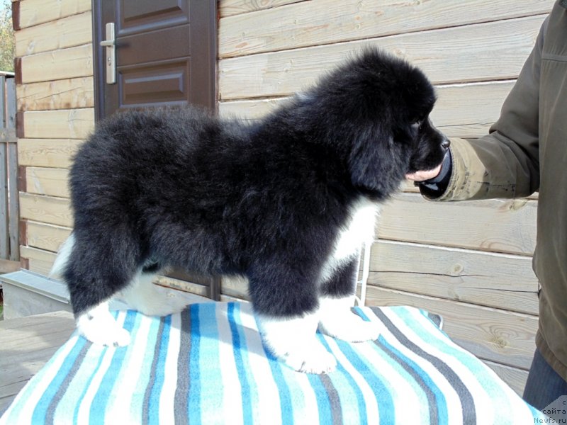 Фото: ньюфаундленд Jenoviya ot Karel'skih Medvedey (Женовия от Карельских Медведей)