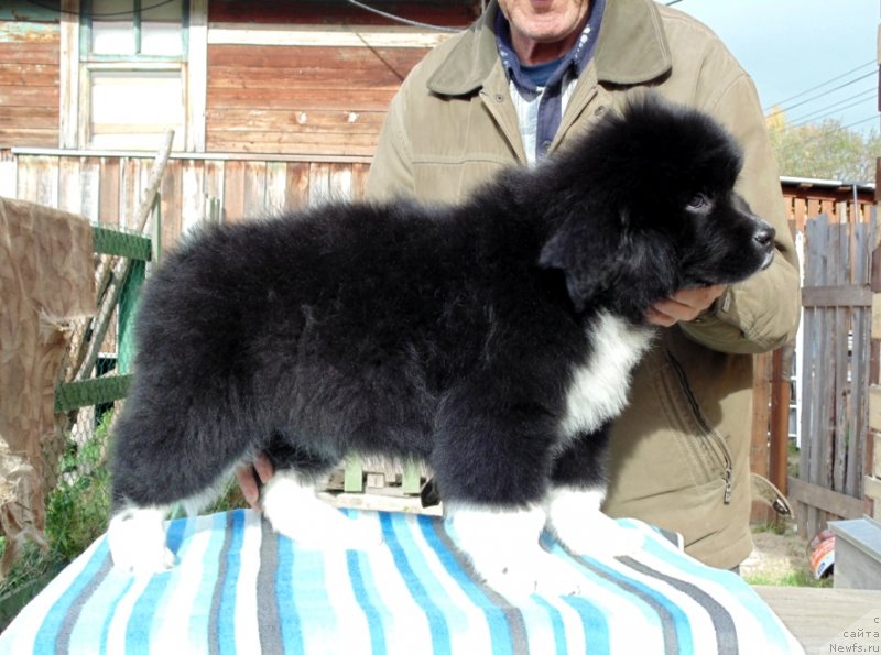 Фото: ньюфаундленд Jenoviya ot Karel'skih Medvedey (Женовия от Карельских Медведей)