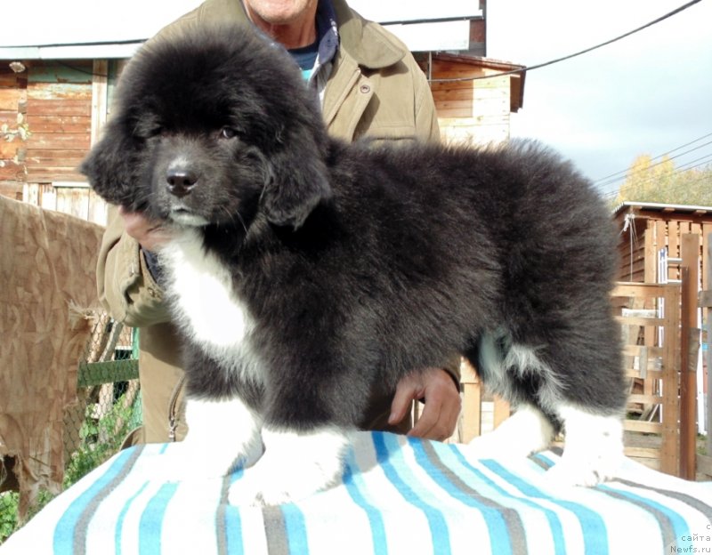 Фото: ньюфаундленд Jenoviya ot Karel'skih Medvedey (Женовия от Карельских Медведей)