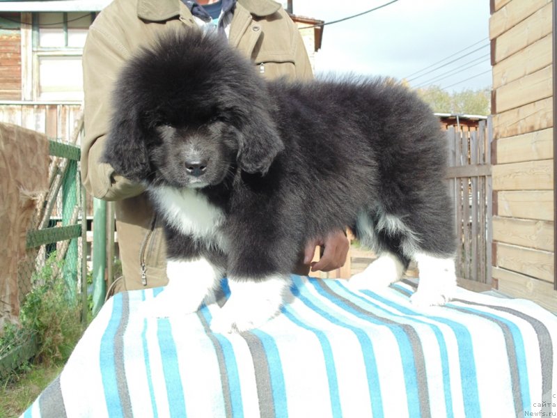 Фото: ньюфаундленд Jenoviya ot Karel'skih Medvedey (Женовия от Карельских Медведей)