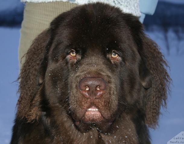 Фото: ньюфаундленд Zorran Snejnyiy Podarok (Зорран Снежный Подарок)