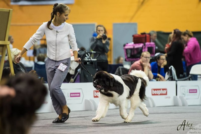 Фотография № 239327