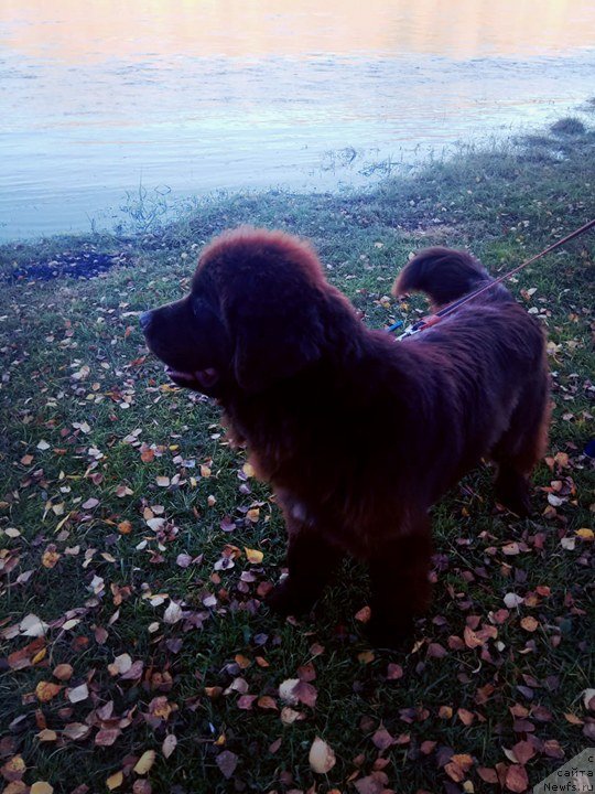 Фото: ньюфаундленд Njufort Maclaren (Ньюфорт Макларен)