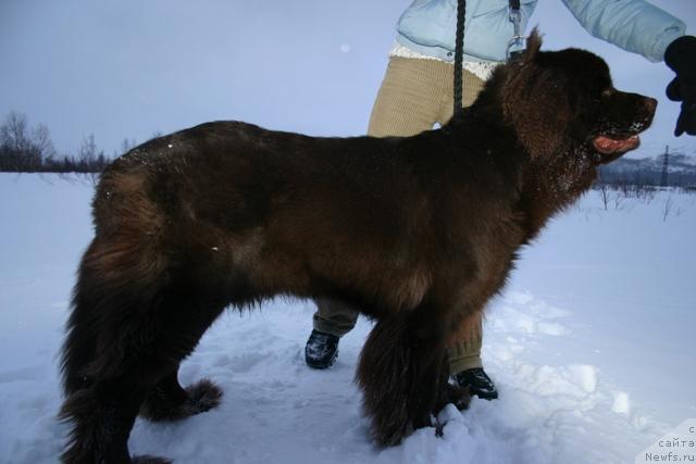 Фото: ньюфаундленд Zorran Snejnyiy Podarok (Зорран Снежный Подарок)