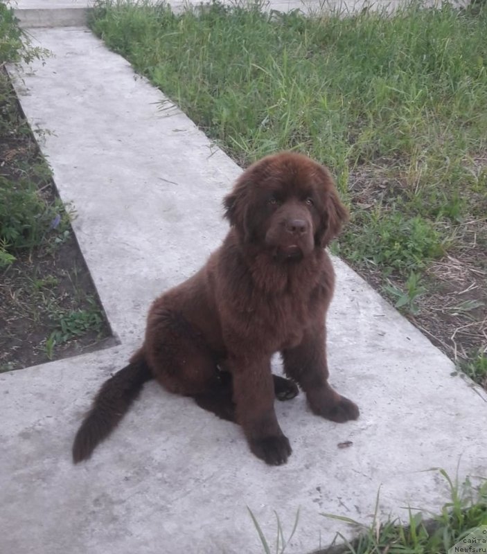 Фото: ньюфаундленд N'yufort Mon Sen Mishel' (Ньюфорт Мон Сен Мишель)