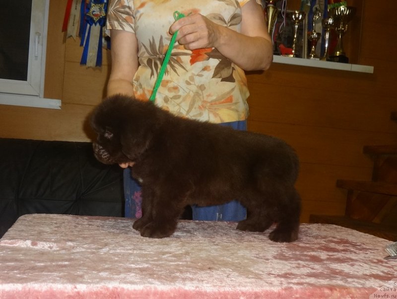 Фото: сын, ньюфаундленд Funnewf Avalon (Фанньюф Авалон)