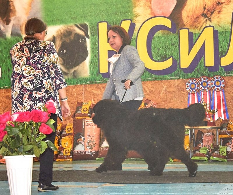 Фотография № 239335