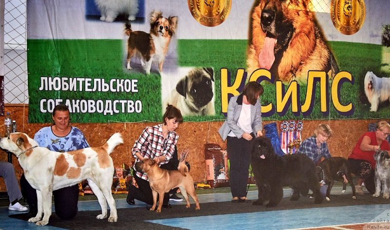 Фотография № 239338