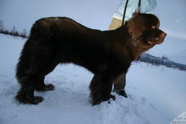Фото: ньюфаундленд Zorran Snejnyiy Podarok (Зорран Снежный Подарок)