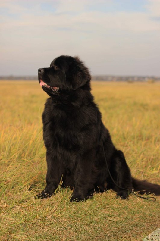 Фотография № 239340