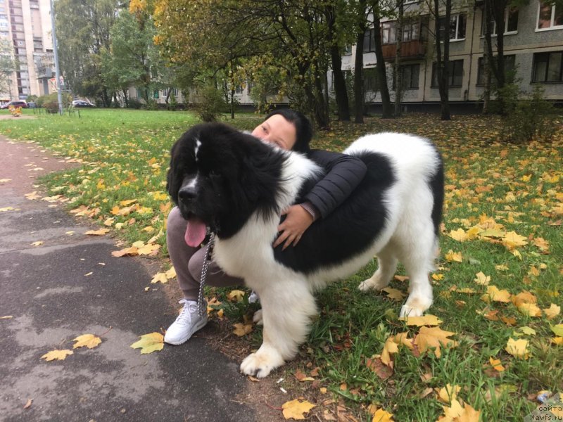 Фото: ньюфаундленд Vilmarinen ot Karel'skih Medvedey (Вилмаринен от Карельских Медведей)