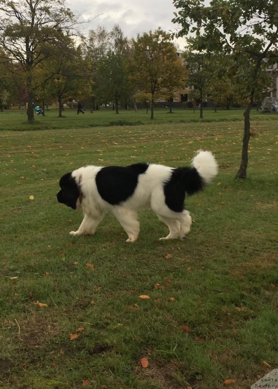 Фото: ньюфаундленд Vilmarinen ot Karel'skih Medvedey (Вилмаринен от Карельских Медведей)