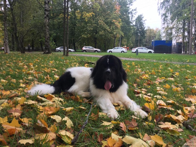 Фото: ньюфаундленд Vilmarinen ot Karel'skih Medvedey (Вилмаринен от Карельских Медведей)