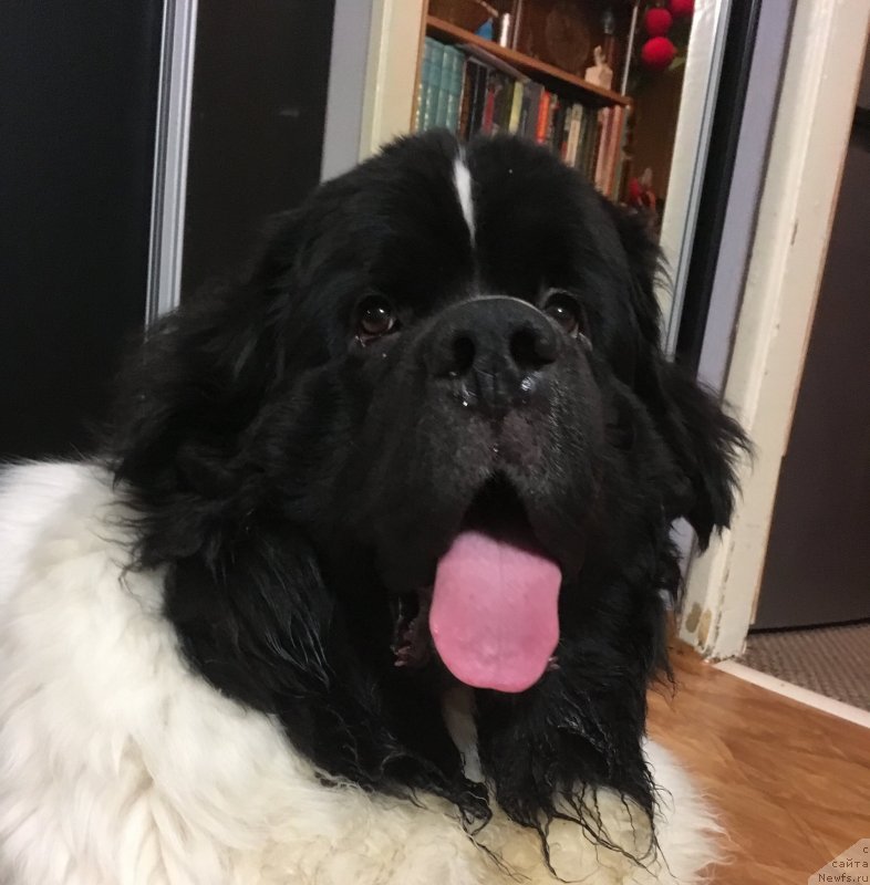 Фото: ньюфаундленд Vilmarinen ot Karel'skih Medvedey (Вилмаринен от Карельских Медведей)