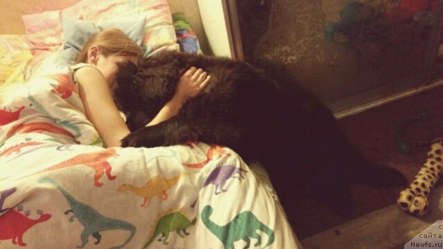 Фото: ньюфаундленд Richchi s Berega Dona (Риччи с Берега Дона)