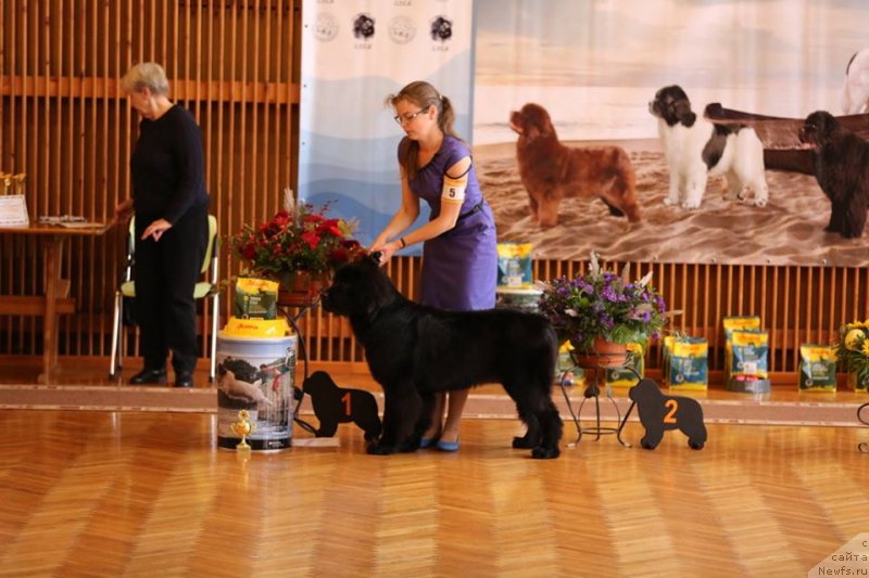 Фото: ньюфаундленд Brownblood MSK Martha Cheerful Lady (Браунблад МСК Марта Чирфул Леди)