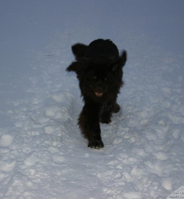 Фото: ньюфаундленд Zorran Snejnyiy Podarok (Зорран Снежный Подарок)