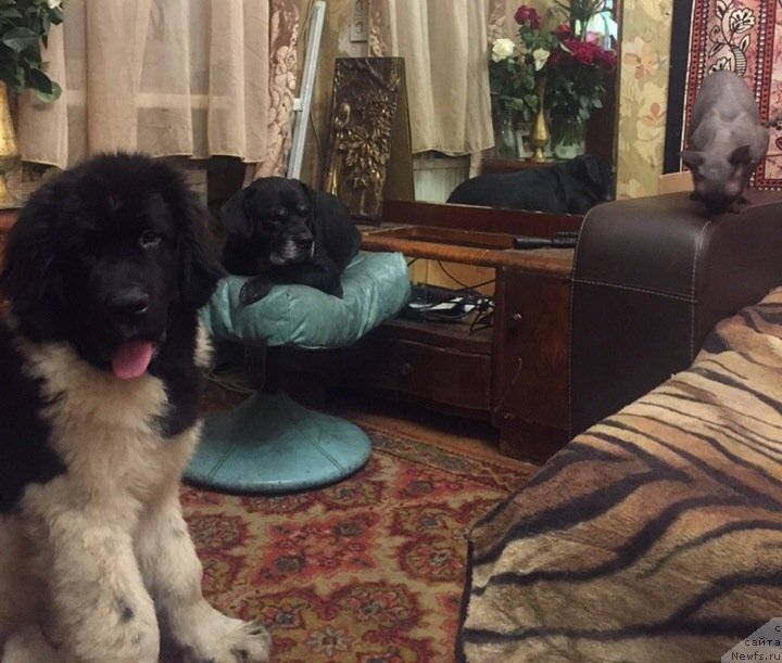 Фото: ньюфаундленд Desantnik ot Karel'skih Medvedey (Десантник от Карельских Медведей)