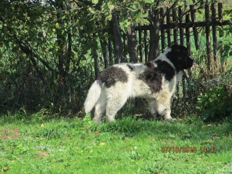 Фото: ньюфаундленд Dobryinya ot Karel'skih Medvedey (Добрыня от Карельских Медведей)