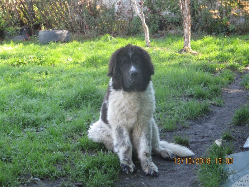 Фото: ньюфаундленд Dobryinya ot Karel'skih Medvedey (Добрыня от Карельских Медведей)