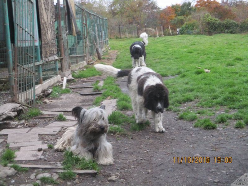 Фото: ньюфаундленд Dobryinya ot Karel'skih Medvedey (Добрыня от Карельских Медведей)