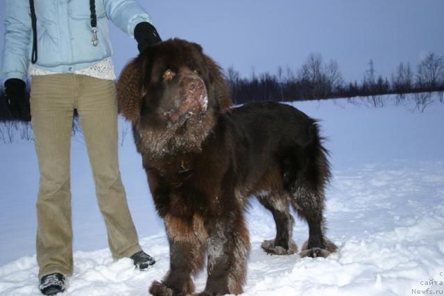 Фото: ньюфаундленд Zorran Snejnyiy Podarok (Зорран Снежный Подарок)